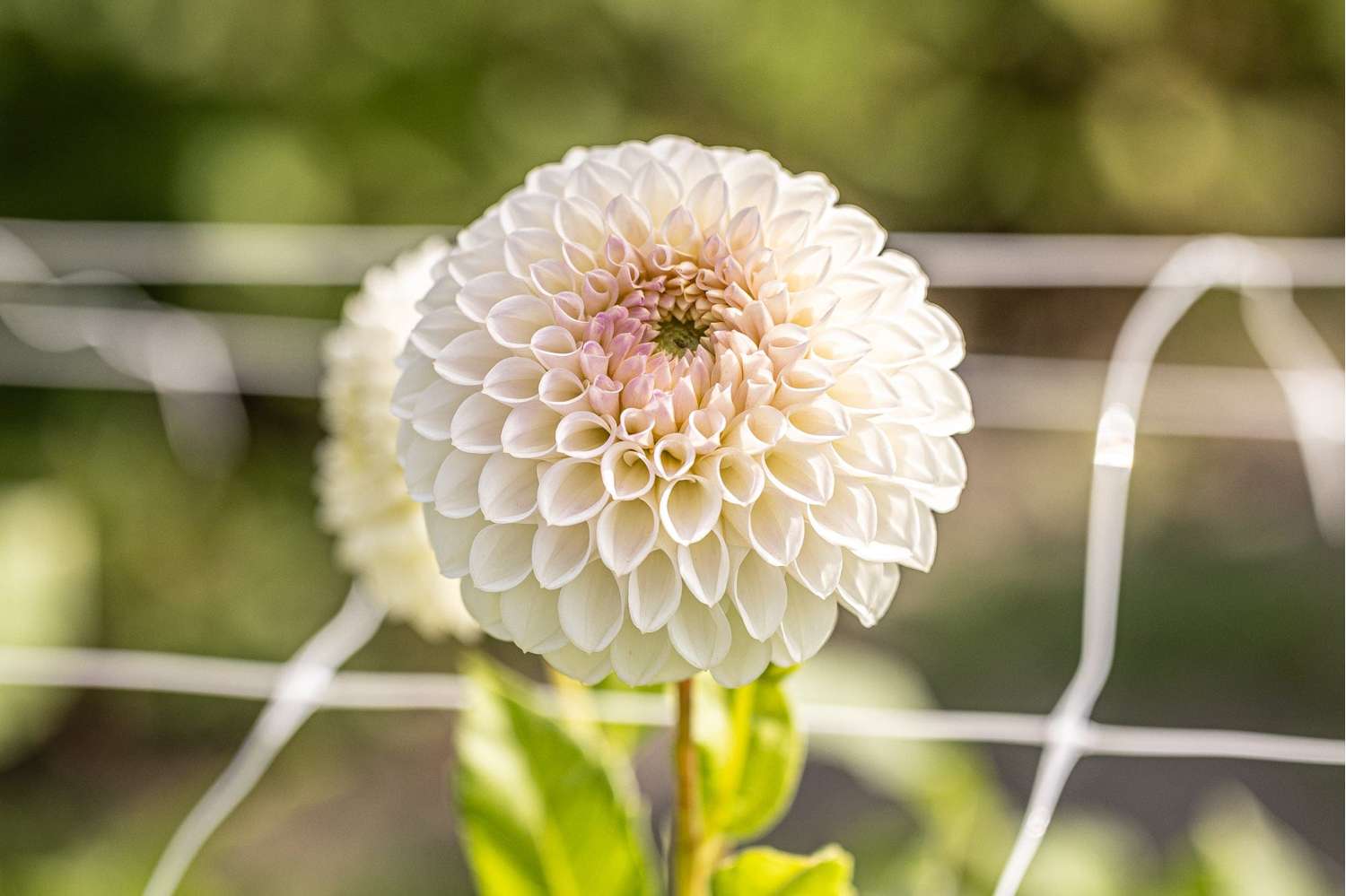 Dahlia 'Pink Pearl'